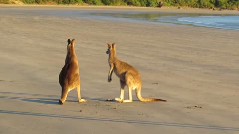 Two Kangaroos Have A Boxing Match On The Beach
