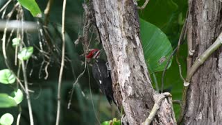 Pileated Woodpecker