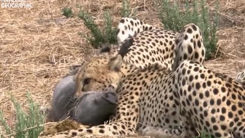 Crocodile attack on Cheetah wildlife video