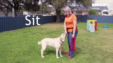 Dog training