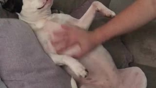 Pup Whines For More Belly Rubs