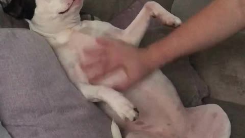 Pup Whines For More Belly Rubs