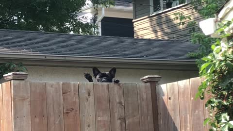 French Bulldog Waves Goodbye