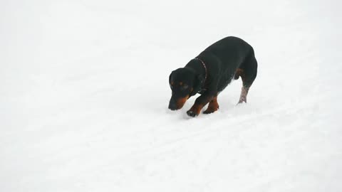 Dog dachshund playing and running in the snow