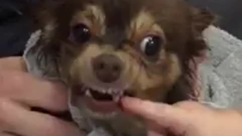 Cute Chihuahua Dog Bites Baby in Super Slow Motion! Kkkkkkk