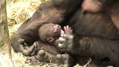 Baby Gorilla Name Announced!
