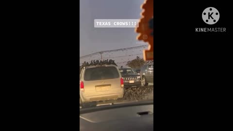 Crow’s in Texas !….