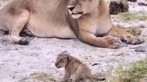 Baby Lion Roars | Lion Cub Roaring