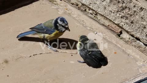 An adult Blue Tit bird feeding its young, newborn hatchling