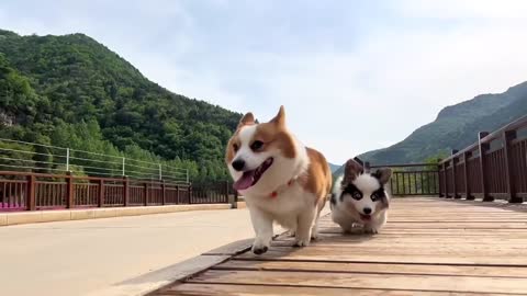 These two puppies are really interesting, rely on each other like brothers, run together