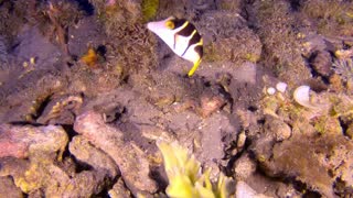 Adorable baby puffer fish drifts over the coral in Belize