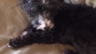Small black dog with crazy hair playing on couch blanket