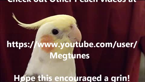 Cockatiel Camera Hog! Smart and funny singing bird is adorable pet!