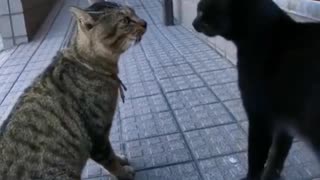 Two cats are fighting each other with meows