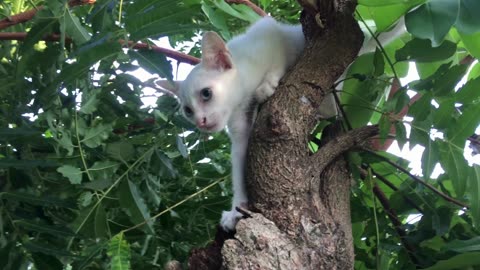 cat in the tree