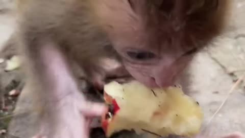 The smartest baby monkey of the year