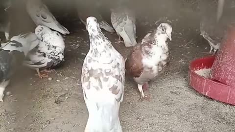 orts #pigeon #viral @MR. INDIAN HACKER @birds animals volg short