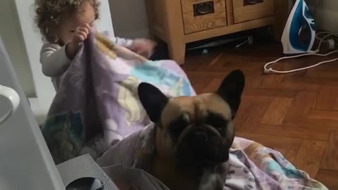 Little Girl Preciously Plays With French Bulldog