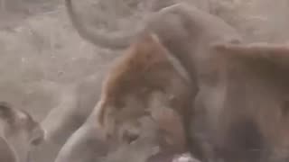 Male lions fighting for food