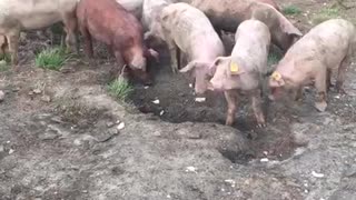 Music pink pigs running continuously