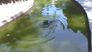 Duck relaxes on the park lake to take a refreshing bath in afternoon! [Nature & Animals]