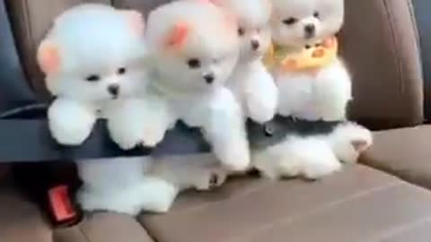 ❤️Cute and funny baby dog videos _😍 Mini pomeranian | Tik tok animals ~