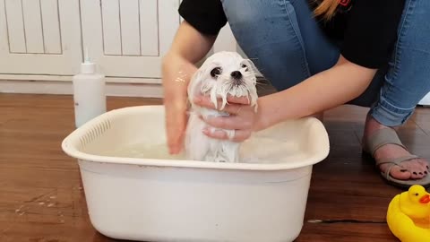 Puppy bath challenge! Can you do this? See how i teach and train 🐶