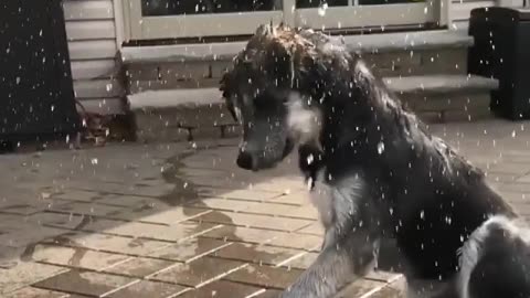 Cute pup playing with water ❤️