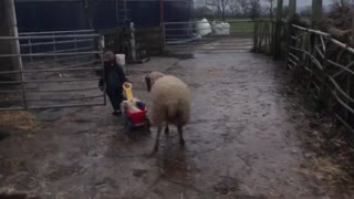 Lambs in a Wagon