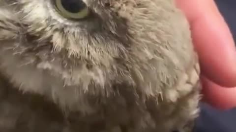 cute owl