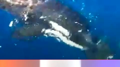 Orca Caught On Camera Killing A Great White Shark
