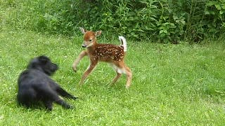 Dog And Newborn Deer Play In Field
