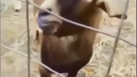 Funny animal video laugh fun goats