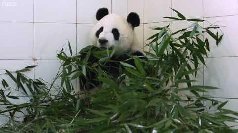 Panda Love Life and Pregnancy | Panda Babies | BBC Earth