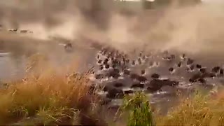 Crazy Wildebeest Migration at Serengeti National Park