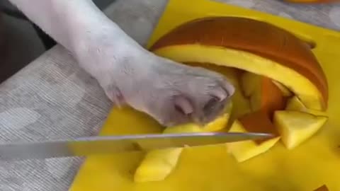 Watch How Cute Baby Dog Do The Household Chores.. Funny!