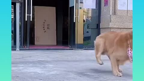 🐕 Smart & Cute Dog Video