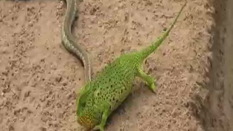 snake and lizard fight