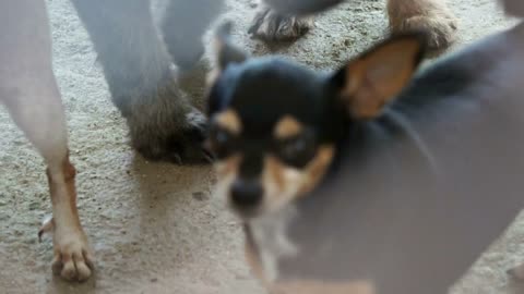 Dogs in shelter behind cage net. Looking and waiting for people to come adopt