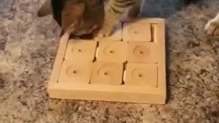 Cat solves the puzzle treat with ease