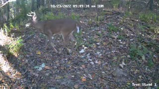 Whitetail Buck Just Chillin in the Woods #deer #deerhunting