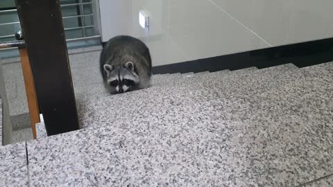 Raccoon comes home after hearing his sister tell him to eat grapes.