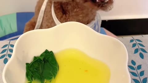 Dog eats super cute.. Viral mukbang!!