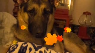 Brown german shepherd laying down with snapchat filter