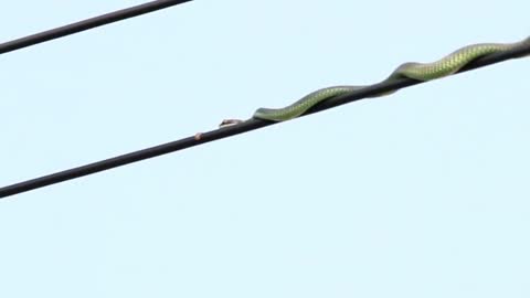 A snake is chasing an innocent bird onto electric wire.