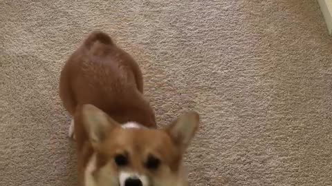 Corgi vs Vacuum hose