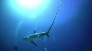 thresher sharks