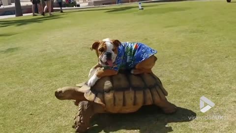 English Bulldog getting a ride home