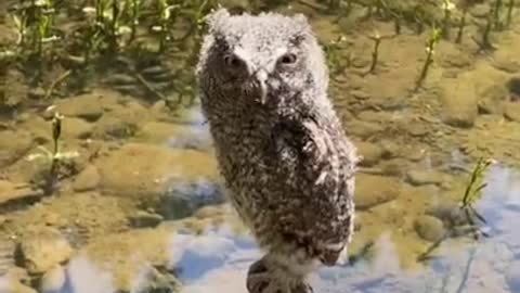 People find and rescue a, baby owl thas was standed