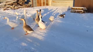 Flock of Geese Follow Neighborhood Cat